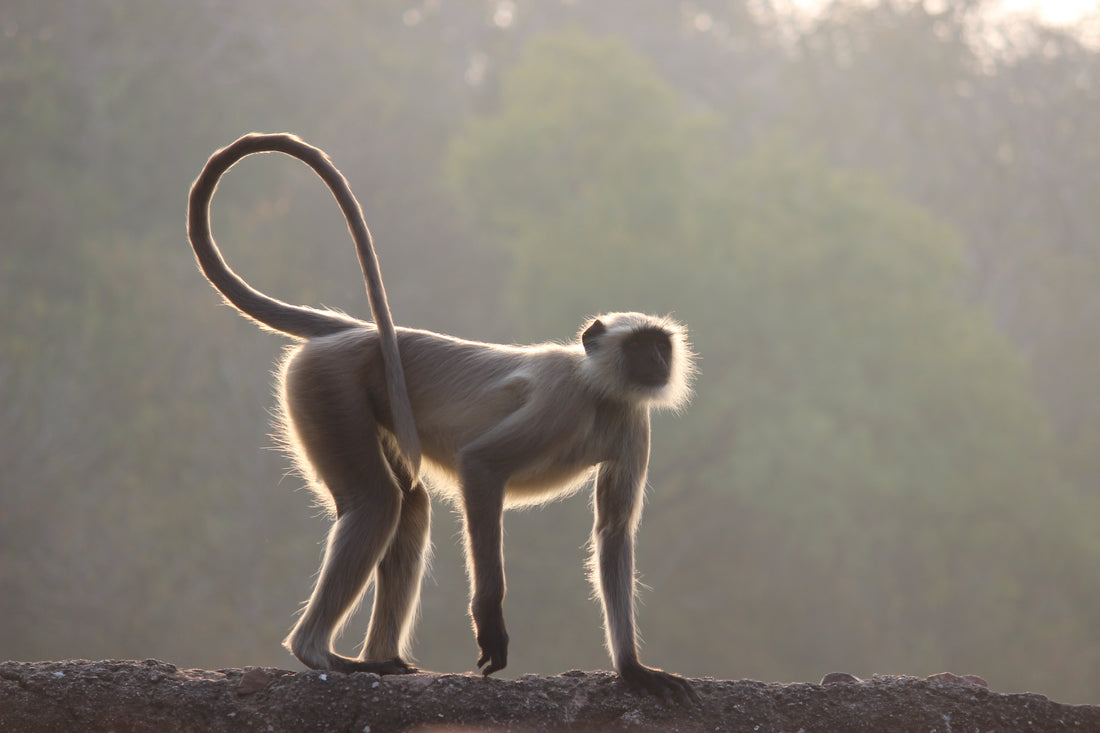 How The Langur Monkeys Found Shilajit